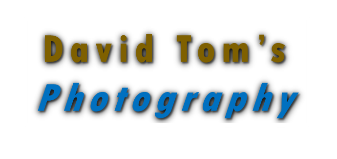 David Toms Photography